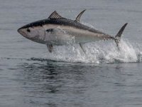 Orkinos kotasında büyük artış!