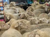 Bavyera'da akılalmaz olay: Koyunlar, marketi bastı