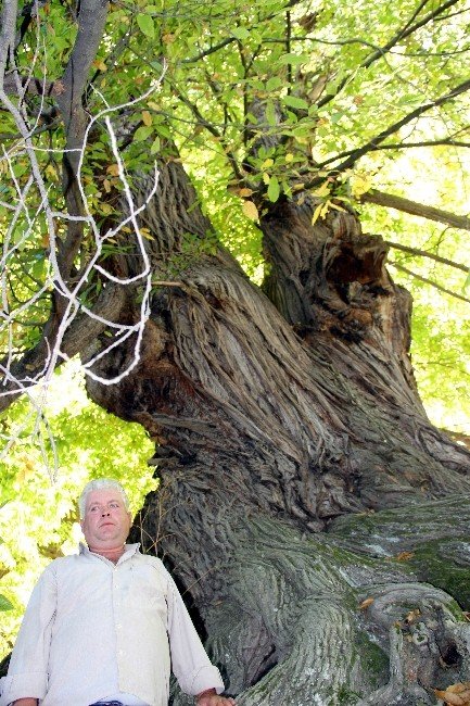 Türkiye’nin en yaşlı kestane ağacı Kütahya’da