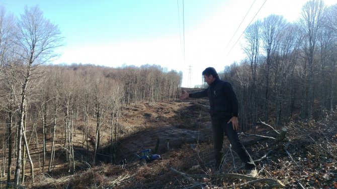CHP'li Sarıbal: Rüzgar enerji santrali için ağaç katliamı yapılıyor