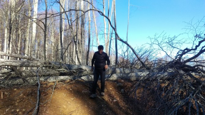 CHP'li Sarıbal: Rüzgar enerji santrali için ağaç katliamı yapılıyor