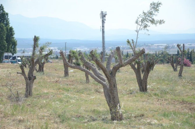 ESBAŞ, gelişme alanındaki zeytin ağaçlarını taşıyor