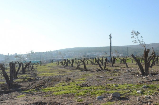 ESBAŞ, gelişme alanındaki zeytin ağaçlarını taşıyor