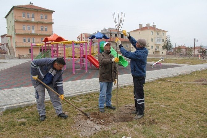 İncesu Belediyesi Yeşil Bir İncesu İçin Ağaçlandırma Çalışmalarına Devam Ediyor