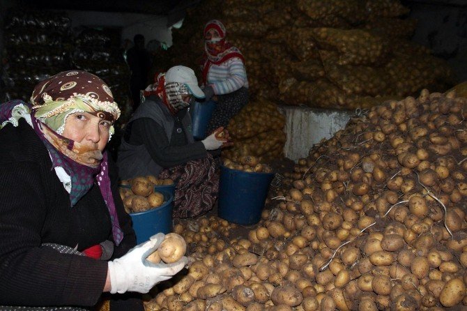 Sivas’ta Patates Üreticileri Dolandırıcılardan Dertli