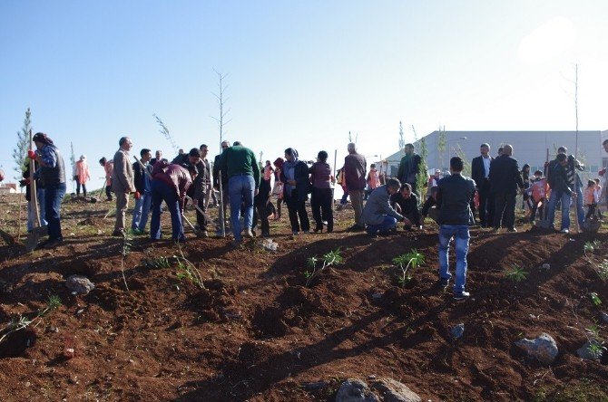 Viranşehir’de Ağaç Dikme Kampanyası Başlatıldı