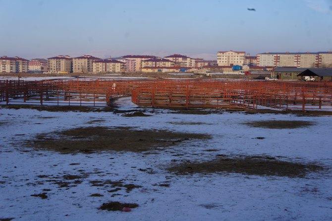Erzurum hayvan pazarı şap nedeniyle kapatıldı