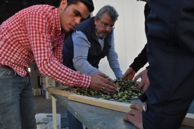 Edremit Meslek Yüksekokulu'nda ilk zeytinyağı sıkımı yapıldı
