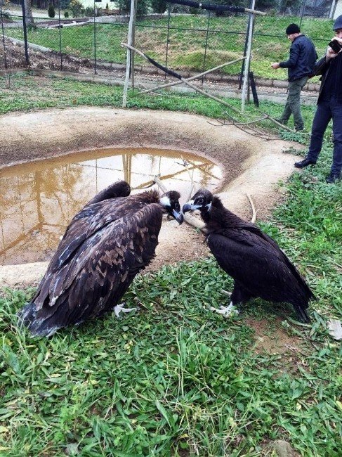 Kara Akbabalar Tedavi İçin Bursa’da