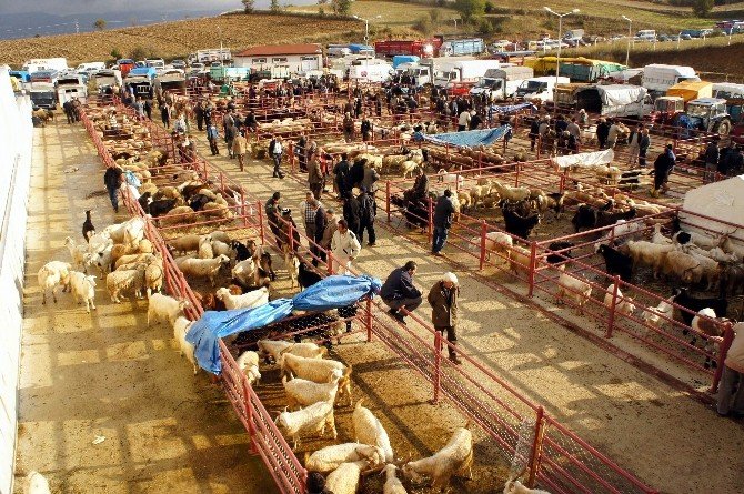 Kastamonu’da Hayvan Pazarları Kapatıldı
