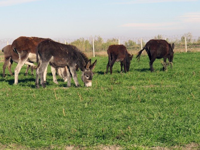 Adana’da ‘Eşek Çiftliği’ Kuruldu