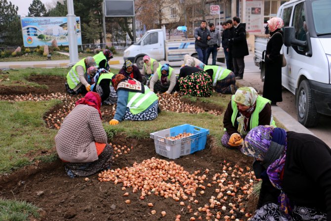 Çankırı Belediyesi, 66 bin adet lale soğanı dikti