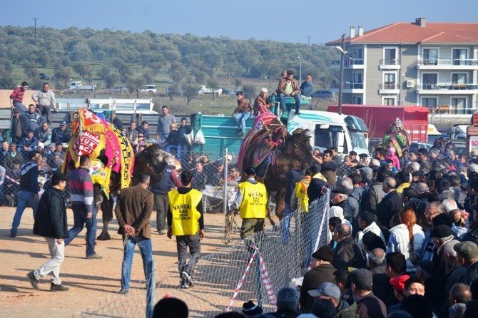 Ayvalık’ta 12.deve Güreşi Festivali Şölen Havasında Gerçekleşti