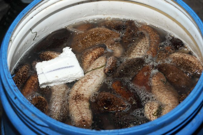 Çanakkale'de kaçak avlanmış 'deniz patlıcanları' ele geçirildi