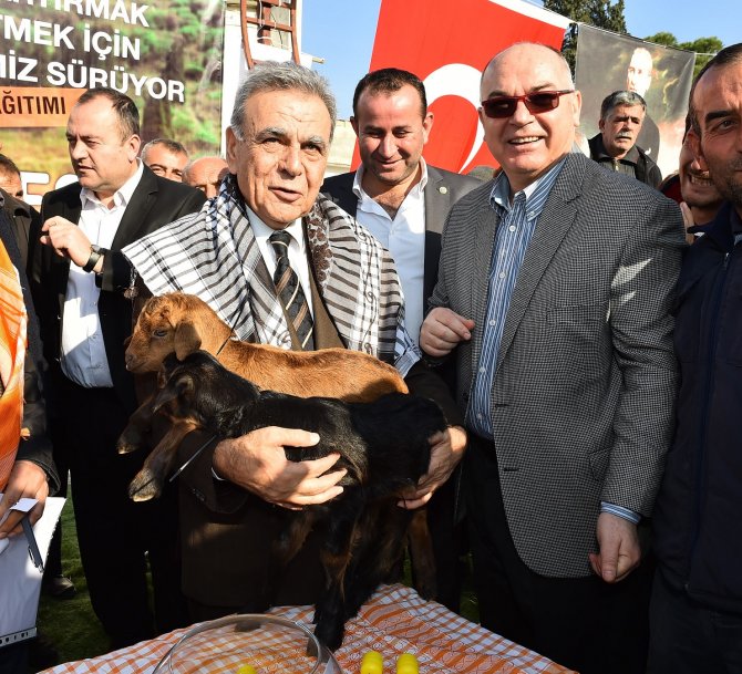İzmir Büyükşehir Belediyesi üreticiye küçükbaş hayvan dağıttı