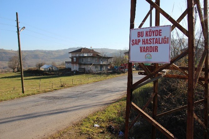 Zonguldak’ta “Nepal” Adı Verilen Yeni Tür Şap Hastalığı Ortaya Çıktı