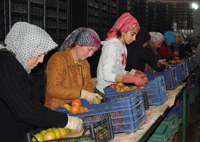 Kriz Endişesi Türk Domatesine Yeni Pazarlar Kazandırdı