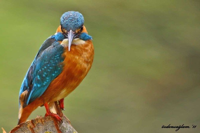 Kızılırmak Kuş Cenneti, Dünya Mirası Listesi’ne Girmeye Hazırlanıyor
