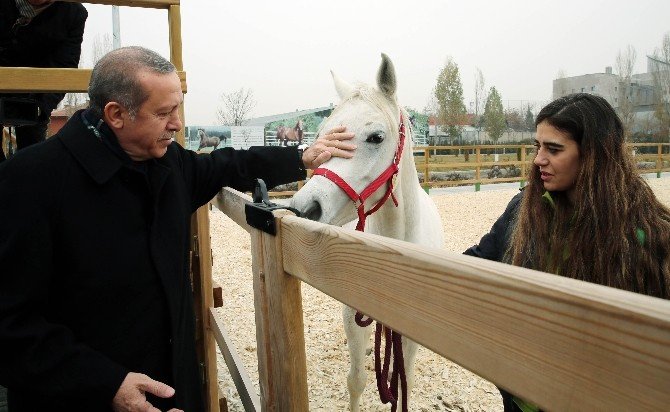 Cumhurbaşkanı Erdoğan, Atlara Havuç Yedirdi