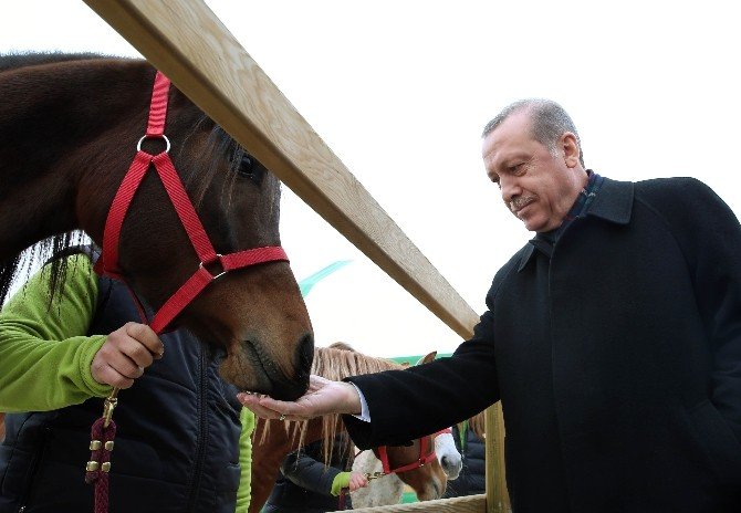 Cumhurbaşkanı Erdoğan, Atlara Havuç Yedirdi