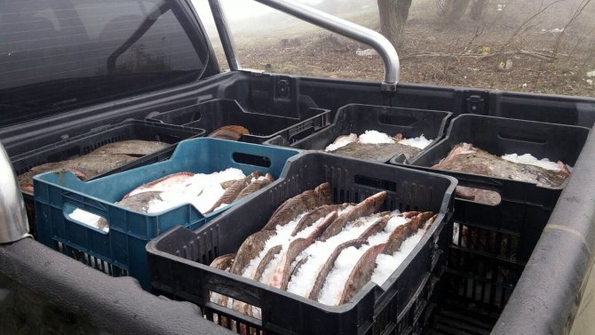 Edirne'de 685 kilogram kaçak kalkan balığı ele geçirildi