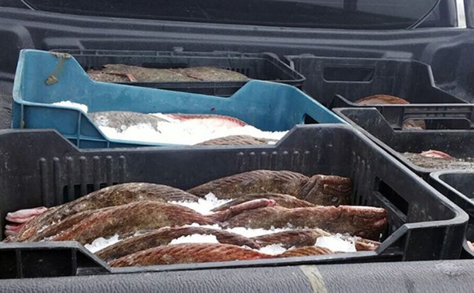 Edirne'de 685 kilogram kaçak kalkan balığı ele geçirildi