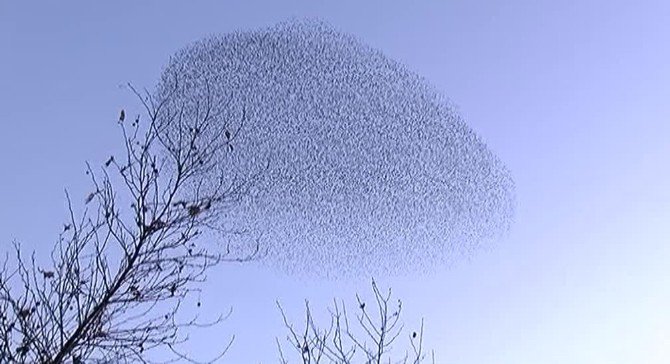 İstanbul Semalarında Sığırcık Kuşlarından Büyüleyen Görsel Şov