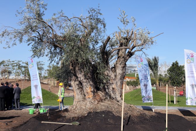 Bakan Çelik'ten EXPO 2016 alanına 775 yıllık zeytin ağacı