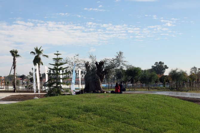 Bakan Çelik'ten EXPO 2016 alanına 775 yıllık zeytin ağacı