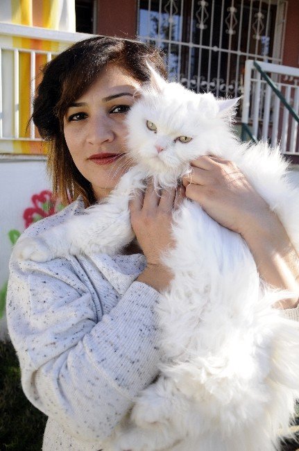 Evde Kedi Beslemeye Mahkeme Onayı