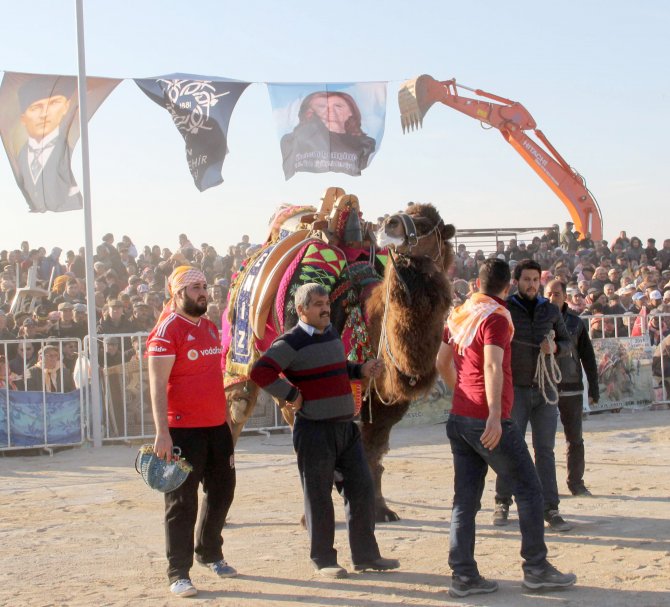 Aydın’da ücretsiz deve güreşi ilgi gördü
