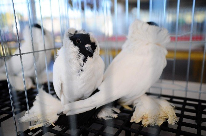 Otomobil Fiyatına Güvercin