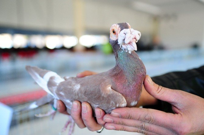 Otomobil Fiyatına Güvercin