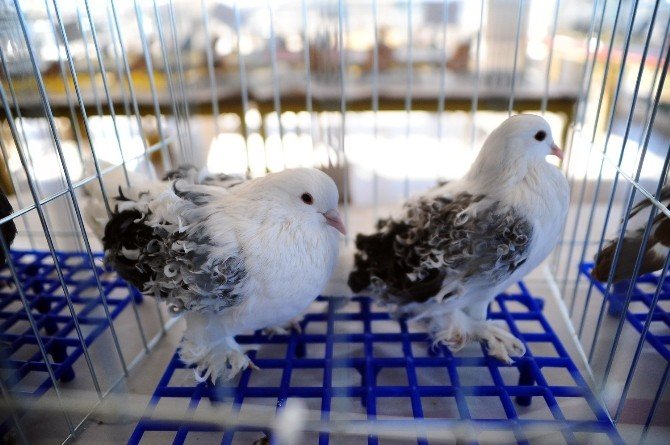 Otomobil Fiyatına Güvercin