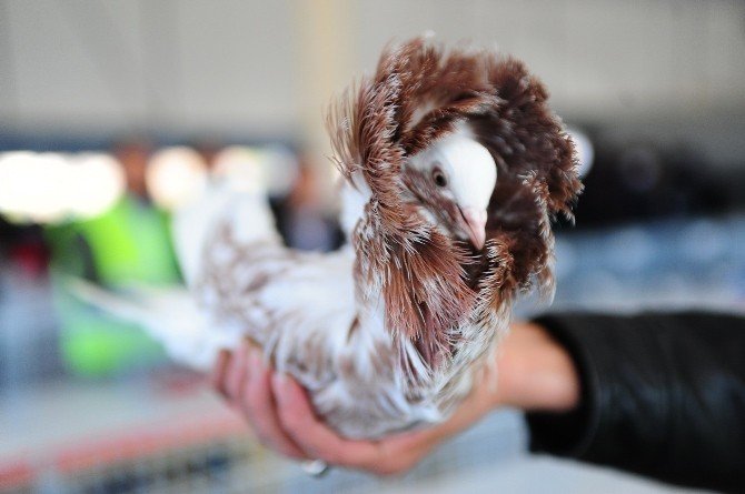 Otomobil Fiyatına Güvercin