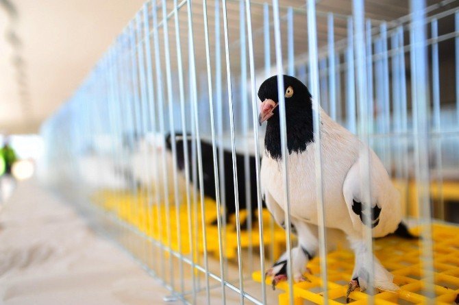 Otomobil Fiyatına Güvercin