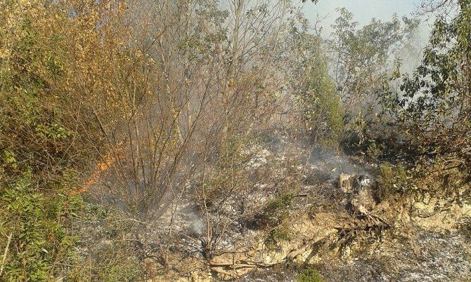 Meşelik Alandaki Yangını Orman İşçileri Söndürdü