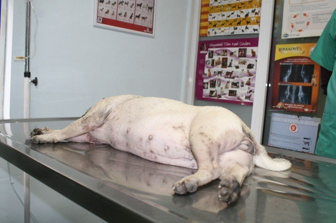 Marmaris’te Bir Ayda 30 Köpek Zehirlendi