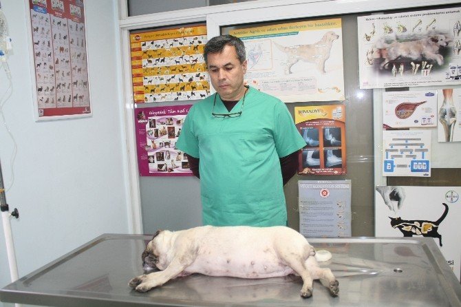 Marmaris’te Bir Ayda 30 Köpek Zehirlendi