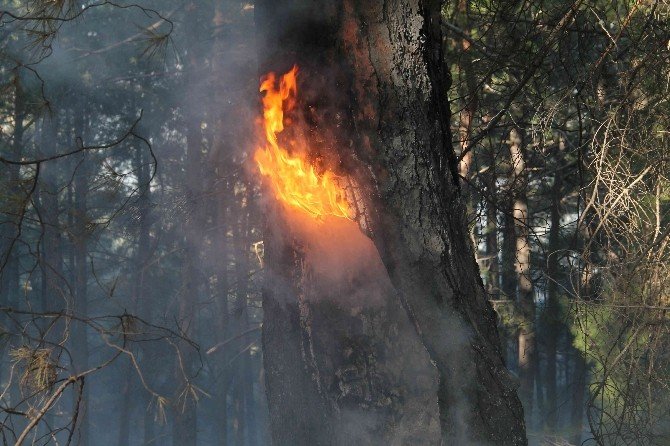 Fethiye’de Kış Ortasında Orman Yangını
