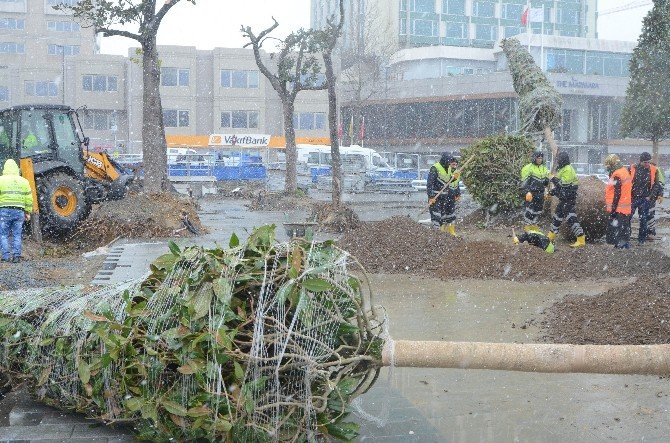 Taksim’de İşçiler, Yoğun Kar Yağışı Altında Manolya Ağaçlarını Dikti