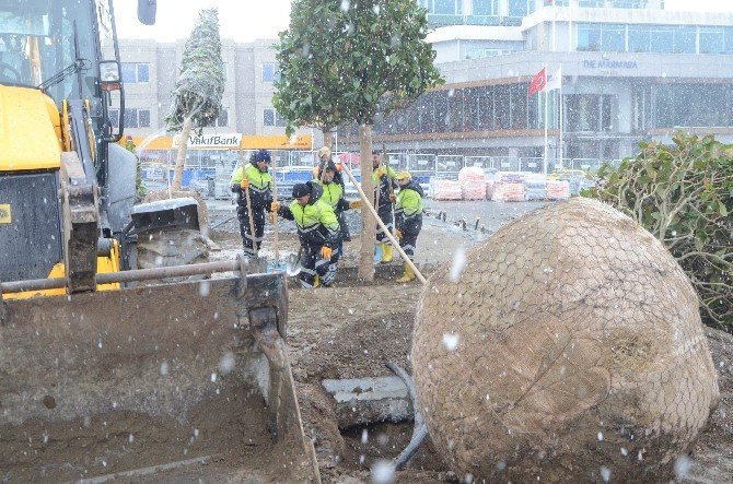 Taksim’de İşçiler, Yoğun Kar Yağışı Altında Manolya Ağaçlarını Dikti