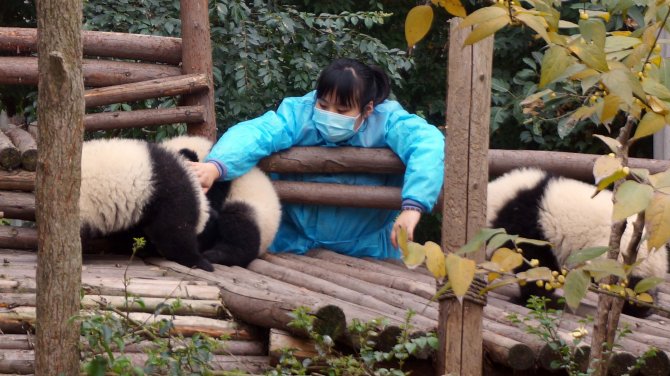 Pandalar yeni yıla böyle giriyor