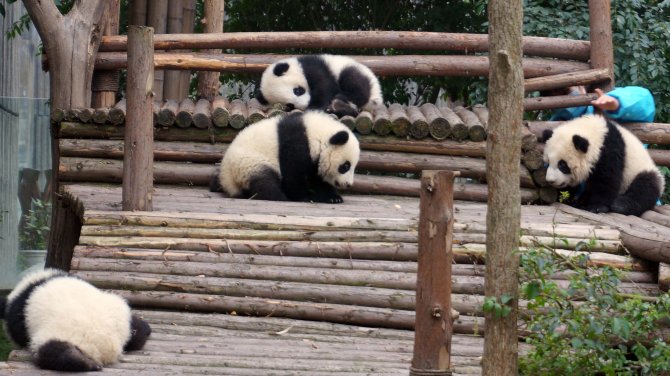 Pandalar yeni yıla böyle giriyor
