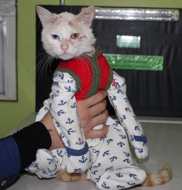 Kediye Pijamalı Tedavi