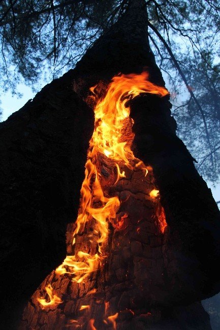 Kış Ortasında Orman Yangını
