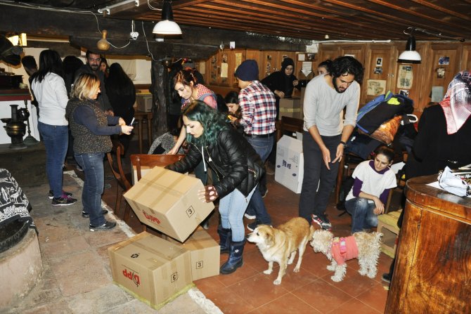 Sokak kedileri ‘Kedi evleri’ sayesinde artık üşümeyecek