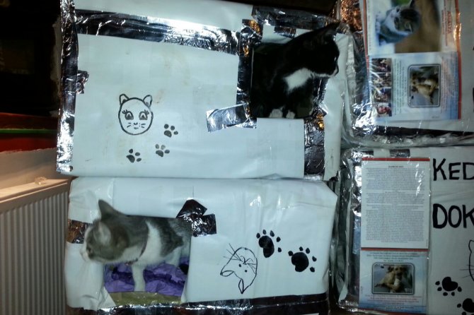 Sokak kedileri ‘Kedi evleri’ sayesinde artık üşümeyecek