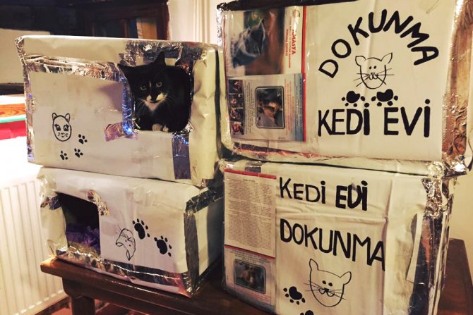 Sokak kedileri ‘Kedi evleri’ sayesinde artık üşümeyecek