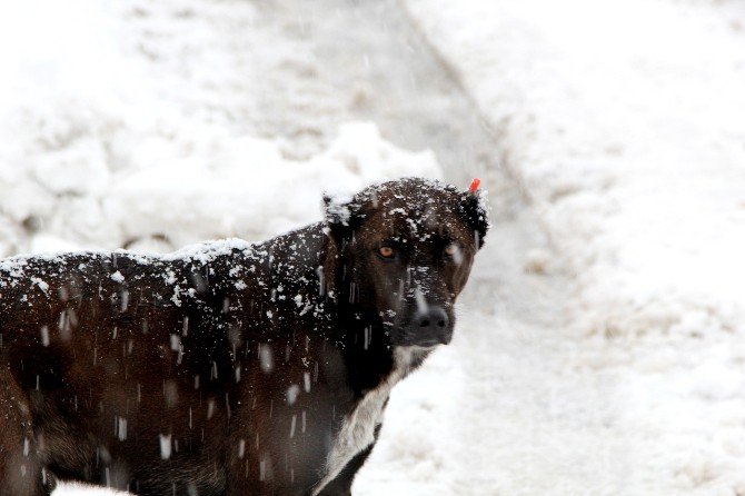 Kara Kıştan En Çok Sokak Hayvanları Etkileniyor